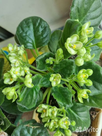 Детка зеленой фиалки 