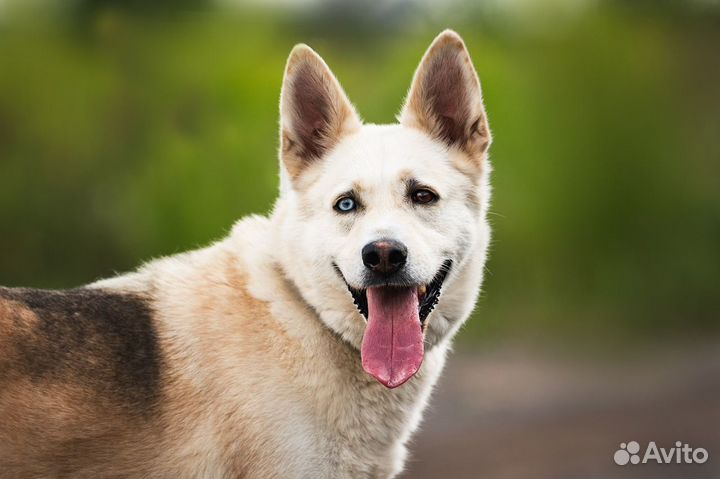 Собаки из приюта