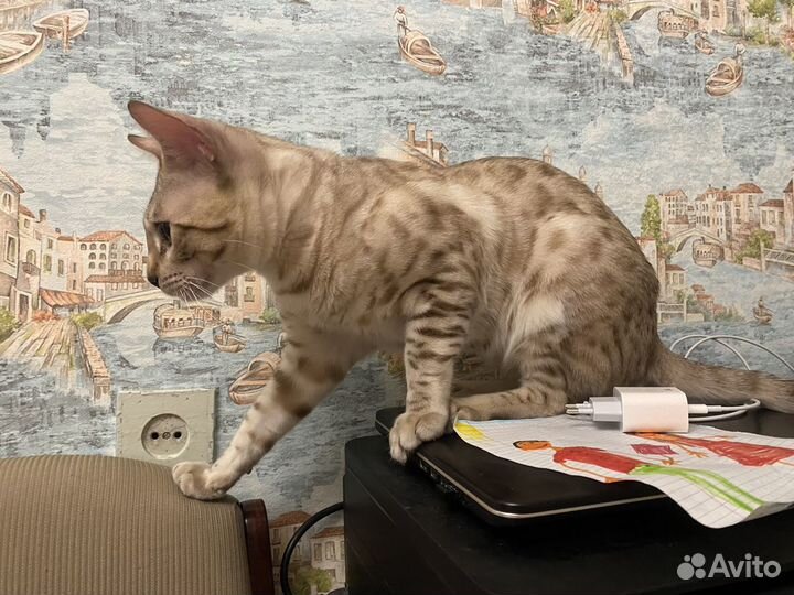 Кот Бенгал