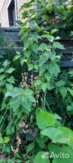 Ель голубая,зеленая от 2.5