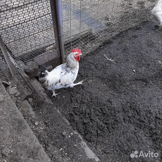 Продам петуха от домашних куриц