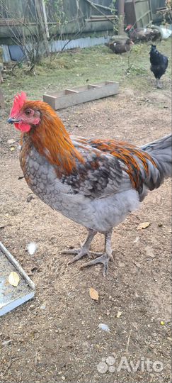 Петух маран