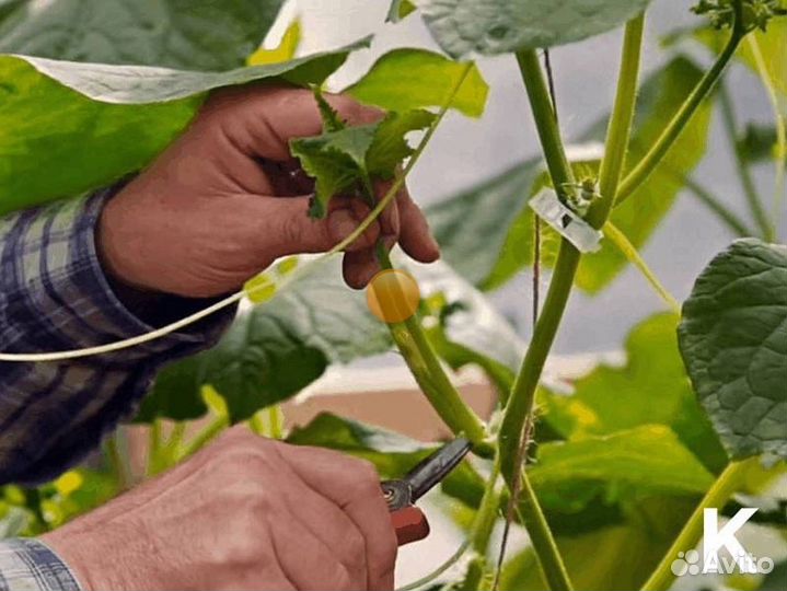 Сборщик огурцов вахта (только pф)