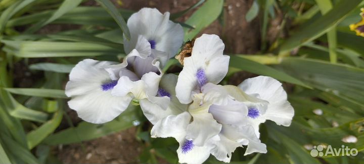 Ирисы карликовые