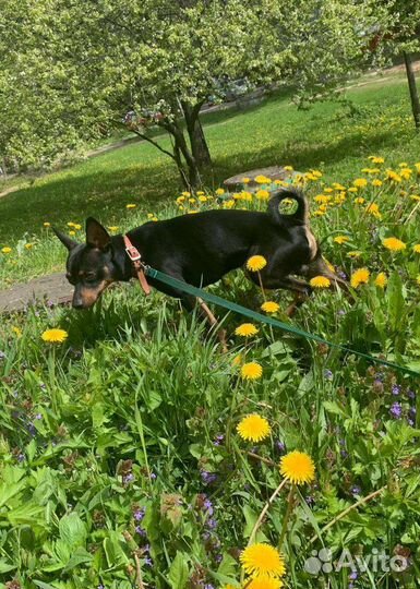 Кобель, вязка