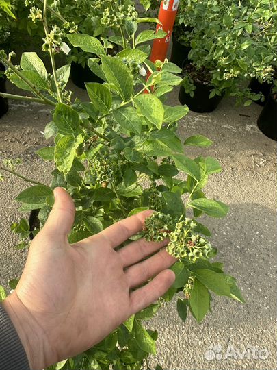 Саженцы голубика