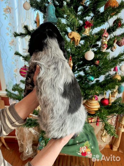 Щенок девочка Русский охотничий спаниель