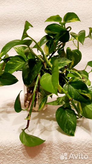 Сциндапсус