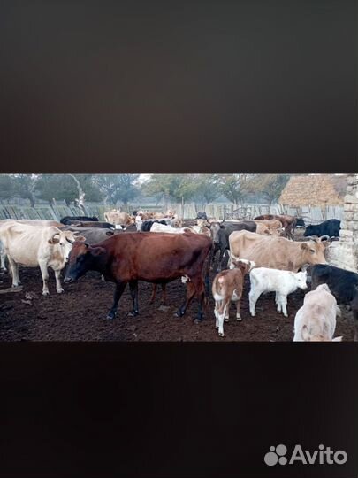 Коровы дойные и телята