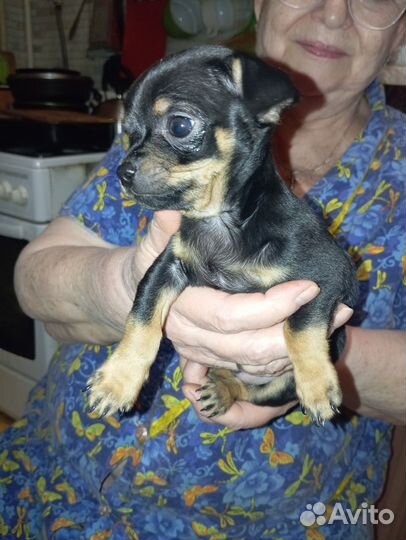 Чихуахуа мини