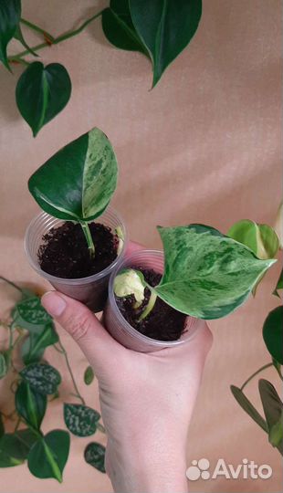 Филодендроны,сциндапсусы,эпипремнум