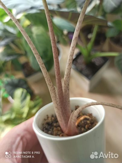 Алоказия Пинк Драгон вар