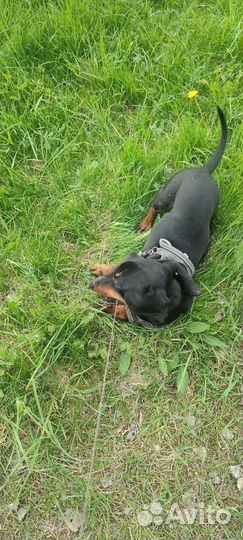 Такса вязка