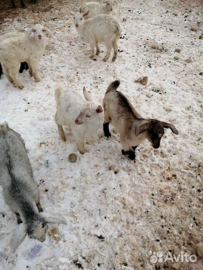 Козье молоко