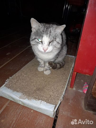 Кот ищет дом