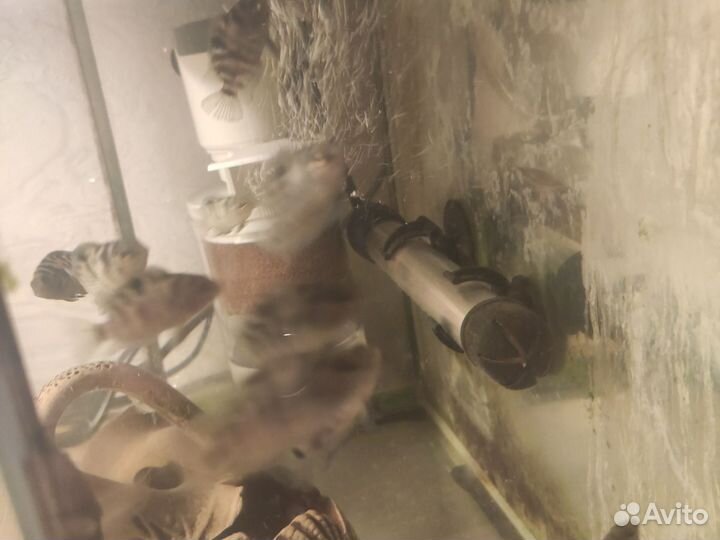 Цихлиды полосатые