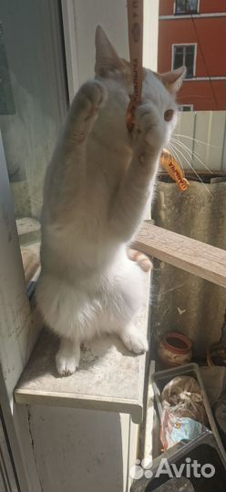 Молодой кот, мышелов