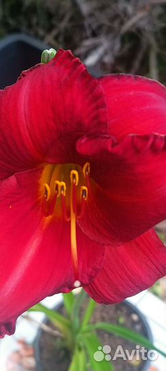 Лилейник красный