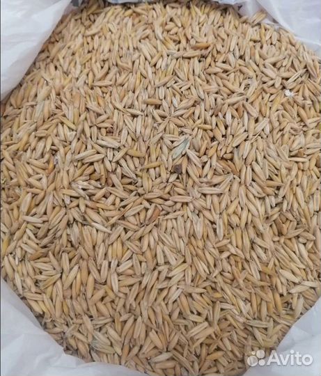 Кормовой овёс, Пшеница яровая на корм