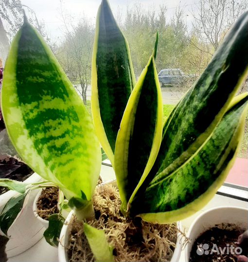 Сансевиерия Футура Суперба