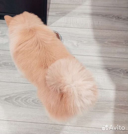 Груминг (стрижка собак и кошек) только выезд