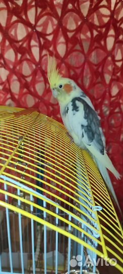 Попугай корелла с клеткой