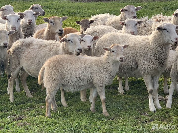 Катумские ягнята