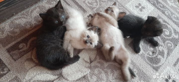 Кошки