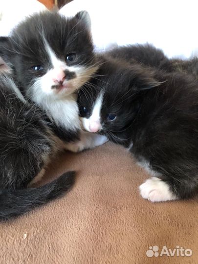 Сибирские котята