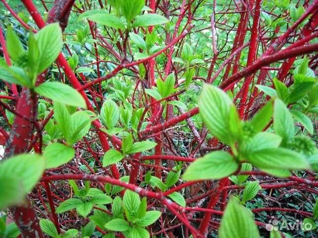 Дерен белый Сибирика