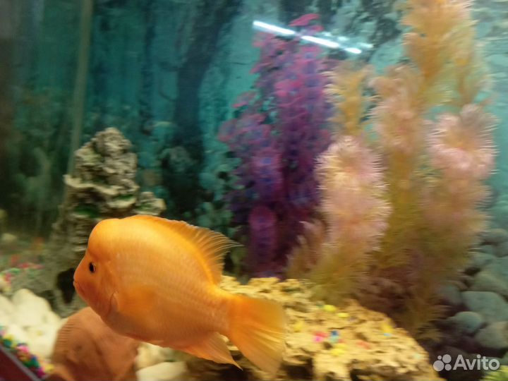 Аквариум с рыбками на 200 л