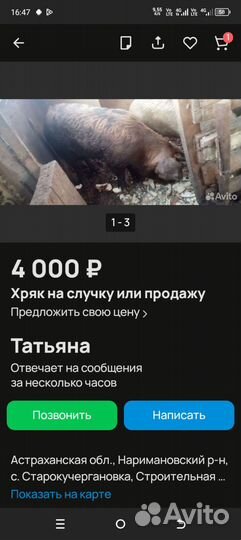 Поросенок Дюрок с Ландрастом помесь