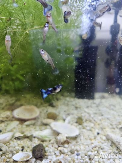 Гуппи, московские, сине-зеленые