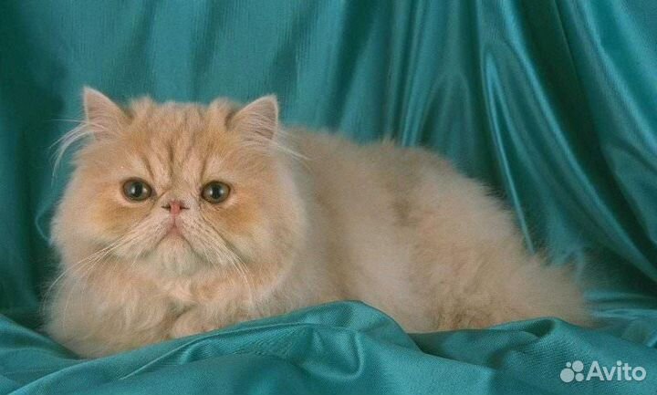 Вязка персидский кот экстремал