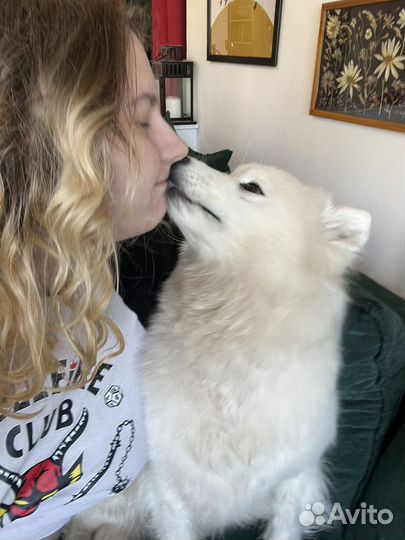 Передержка собак