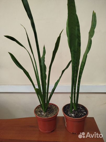 Сансевиерия