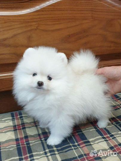 Померанский шпиц медвежьего типа