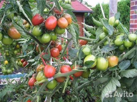 Томаты Трюфельное сердце,коллекция