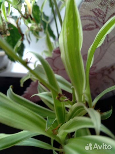 Хлорофитум белыми полосками обмен