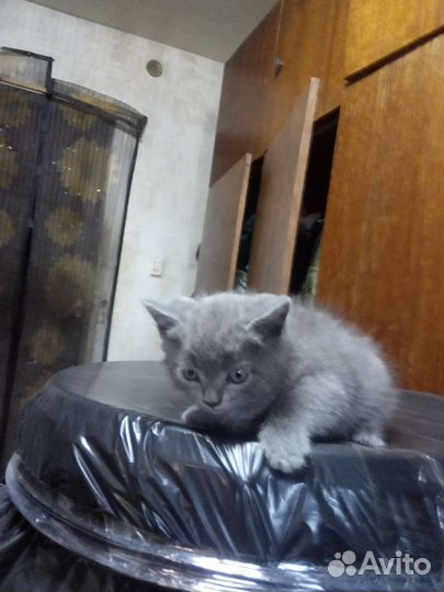 Британскиекотята