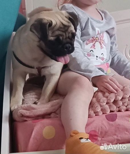 Мопс в добрые руки