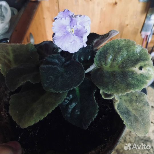 Цветущие фиалки