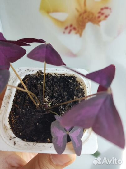 Отросток кислицы оксалис