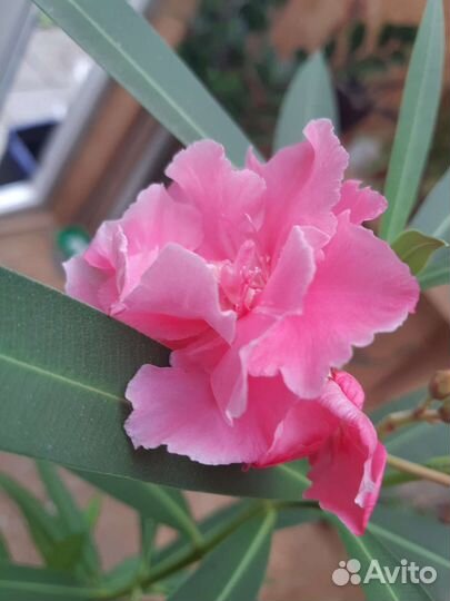 Олеандр махровый