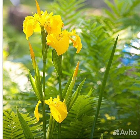 Ирис болотный (сибирский) жёлтый