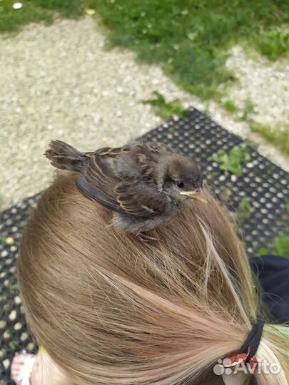 Няня для животных