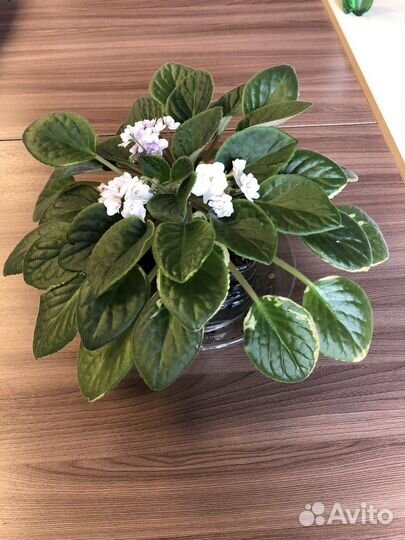 Фиалка (листочки)