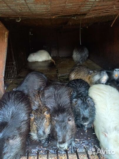 Нутрия,мясо