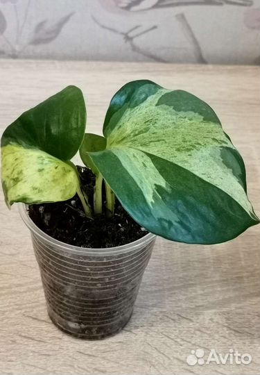 Эпипремнум Хэппи Лиф