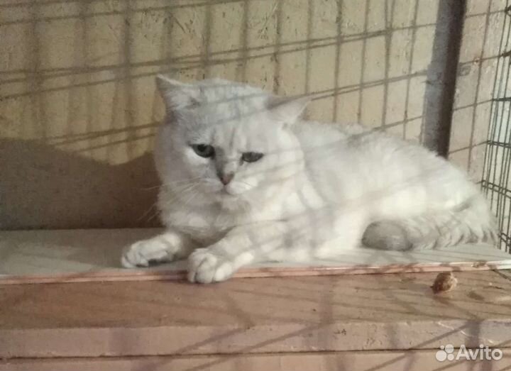 Кот на вязку